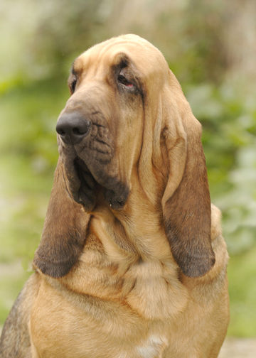 Ch. Marksbury Wistful
